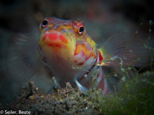 Beauty contest by Beate Seiler 